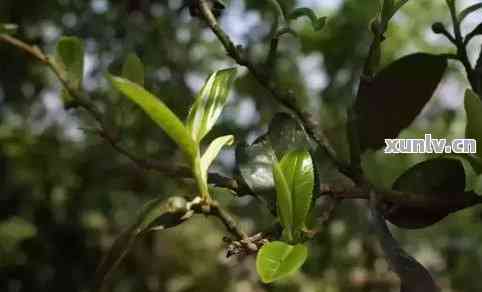 普洱茶小叶种与大叶种的区别，哪个更好喝？