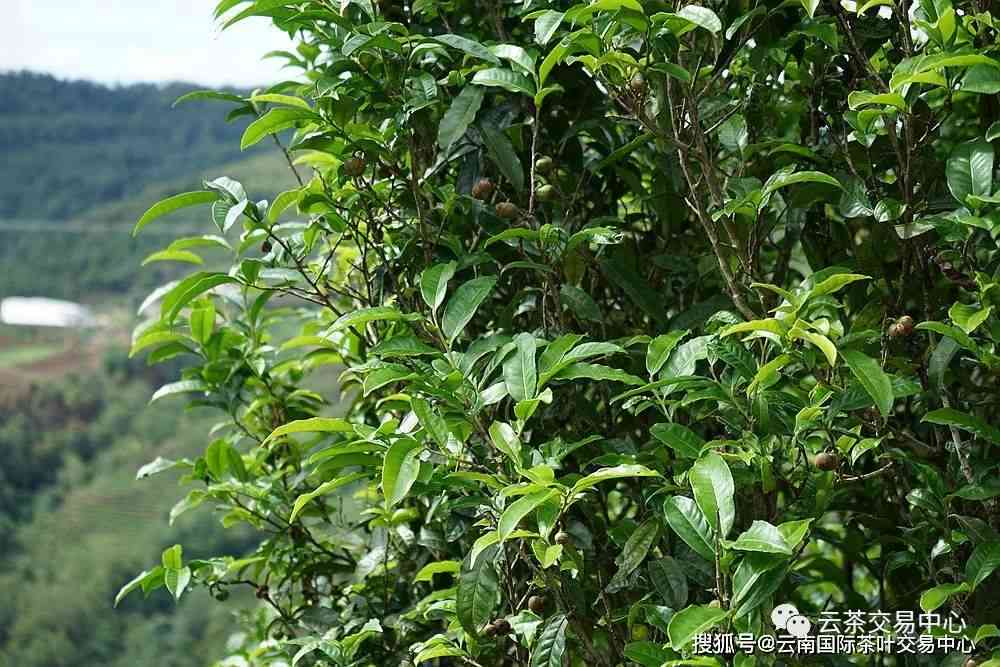 普洱茶中的小叶种：大叶茶的替代品与独特魅力