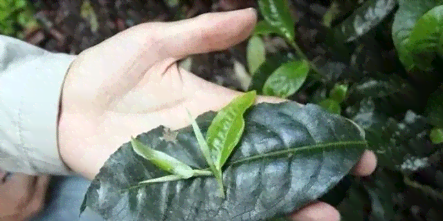 小叶种普洱茶炒制多久能喝