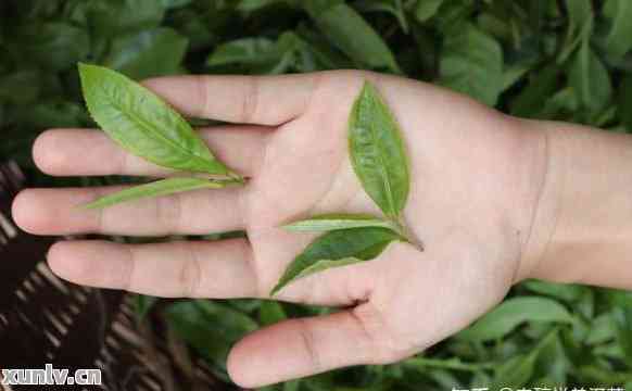 普洱茶中的小叶种：一种独特的茶叶品种解析