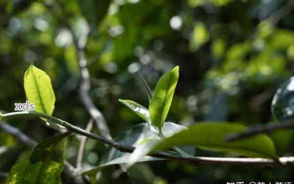 普洱茶中的小叶种：一种独特的茶叶品种解析