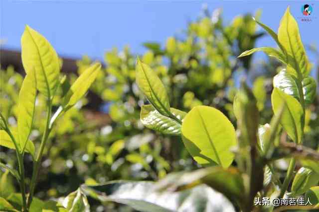 普洱茶中的小叶种：一种独特的茶叶品种解析