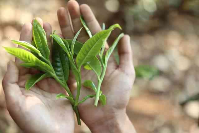 普洱茶中小叶种的云南分布、品种与炒青手法：哪一种更好？