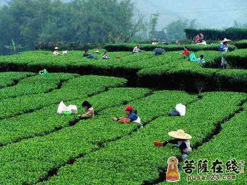 云南普洱茶的起源地在哪里