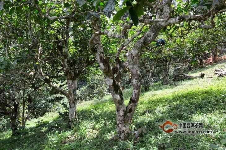 新普洱茶价格大全：古茶树普洱茶各类品种及市场行情分析