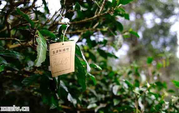 云南勐海山里古树普洱茶最新价格表与大全 - 批发报价、货源分析