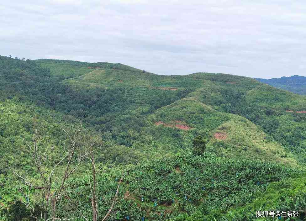 勐海茶区山头排名，勐海著名的普洱茶山头及口感评价