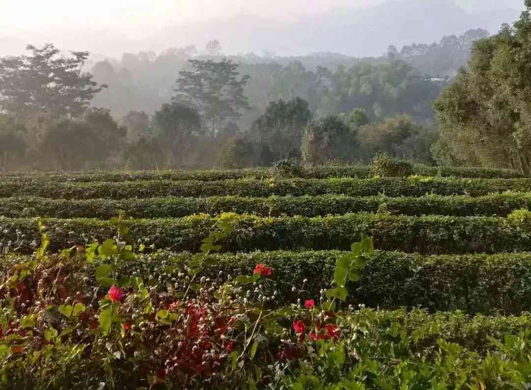 天德生态茶园：品味自然，共享健生活