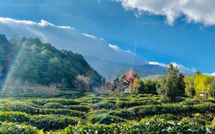 天德生态茶园：品味自然，共享健生活