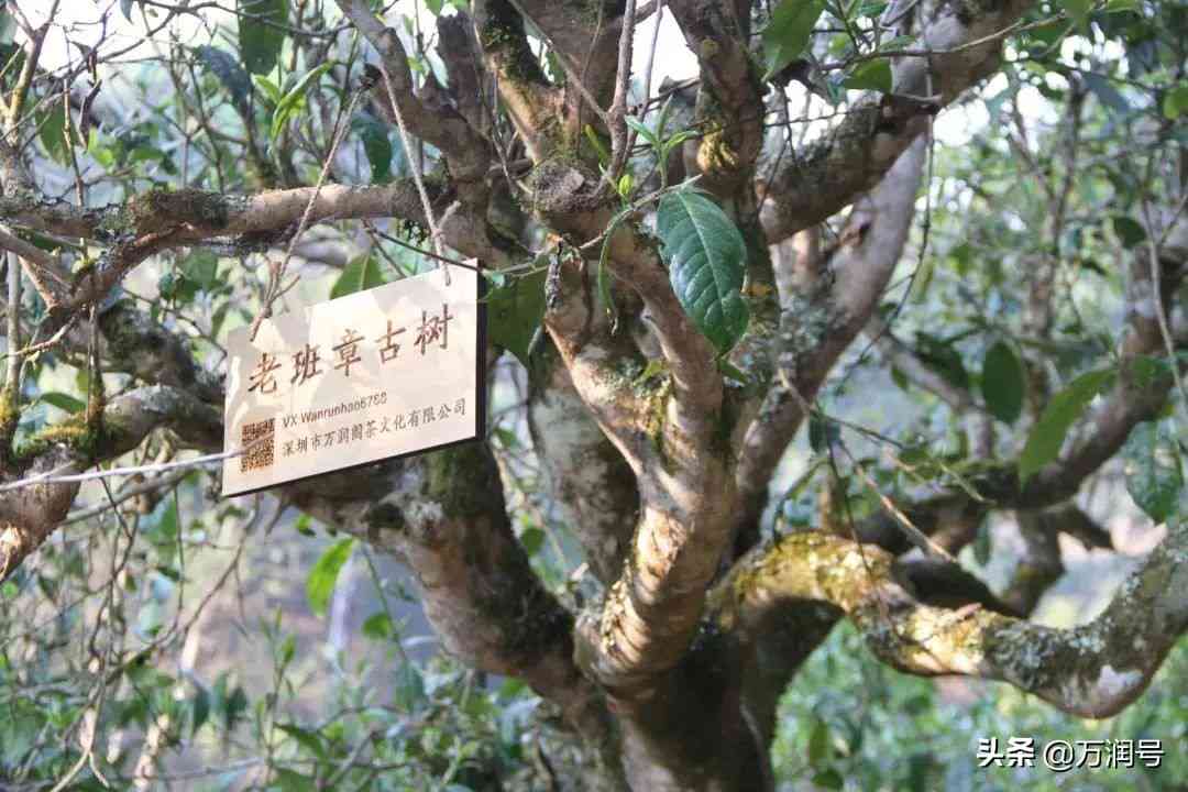 普洱茶最早出现于什么年代：揭示普洱茶历的开端