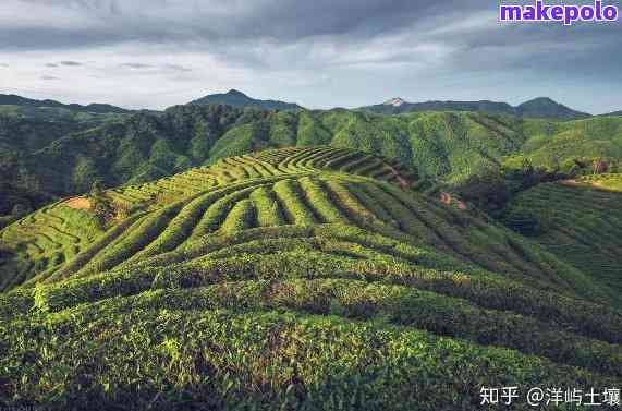 湖南地区种植普洱茶的可行性及适宜条件分析