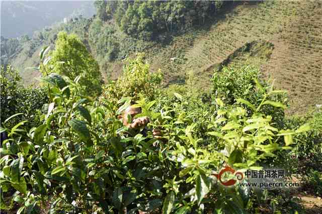 湖南地区种植普洱茶的可行性及适宜条件分析