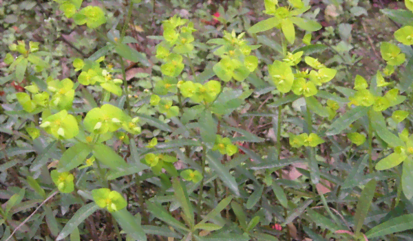 湖南适合种茶叶吗：现在、冬天，湖南适合种植什么茶叶？