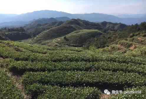 湖南适合种茶叶吗：现在、冬天，湖南适合种植什么茶叶？