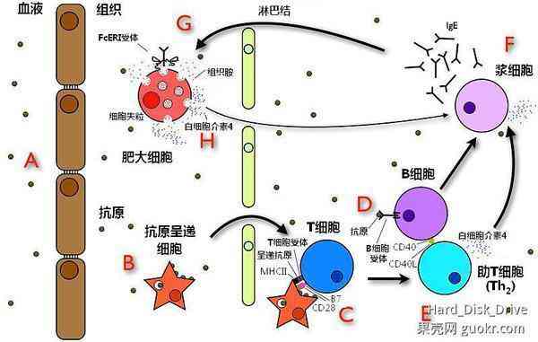 探究玉石内纹路形成原理与种类：一篇全面解析