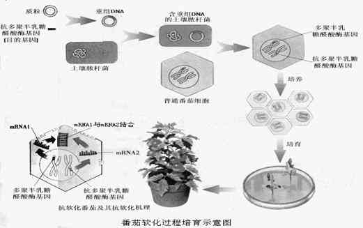 探究玉石内纹路形成原理与种类：一篇全面解析