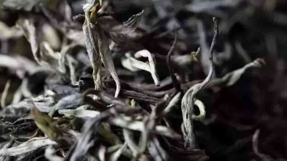 老班章古树普洱茶十大之一，顶级货源批发价多少钱一斤？