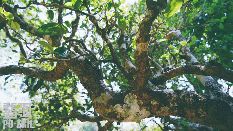 探索名山古树茶：自然疗法与身心健的秘密