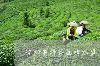 沈阳茶城的优质茶叶：探索普洱茶与其它品种的秘密