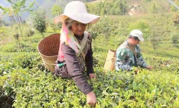 普洱茶什么时候开始流行：追溯普洱茶的流行历