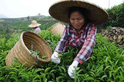 普洱茶采摘价格和叶价格