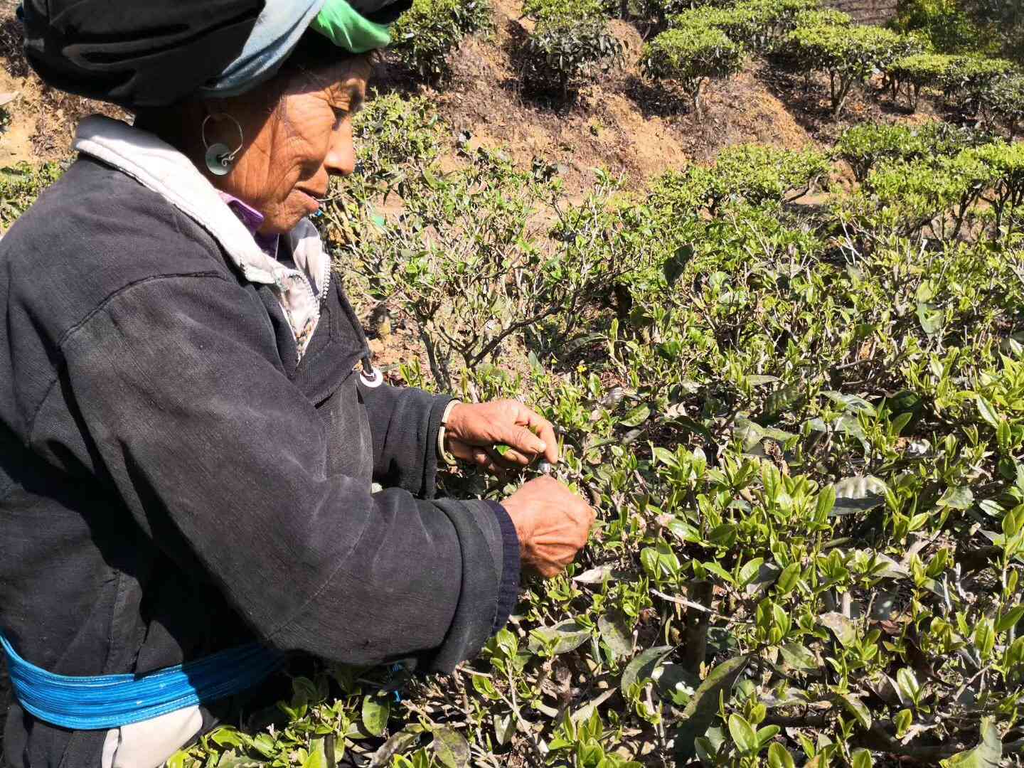 云南临沧地区普洱茶的生产与品质特点分析