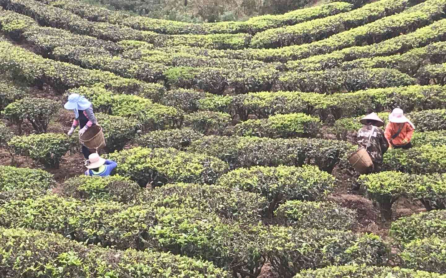 勐海普洱茶古树春茶价格表：全面解析茶叶品种、产地、品质与市场行情