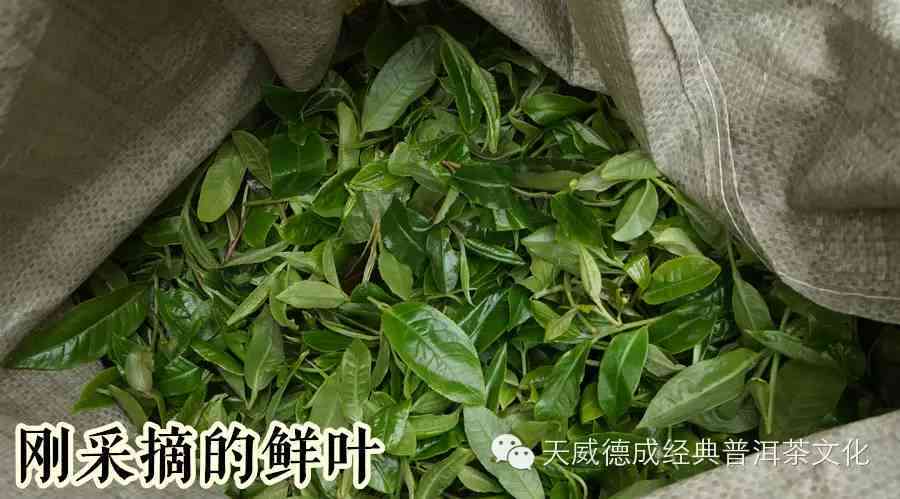 普洱茶叶的生长过程及其独特叶片形状解析