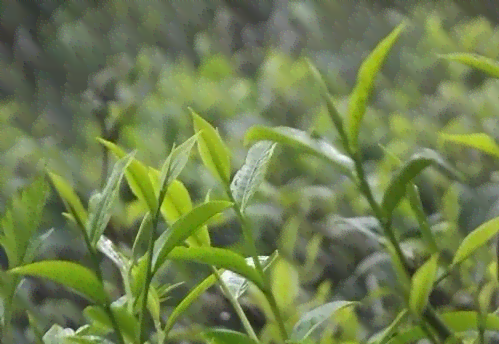 普洱茶的叶种是什么样的