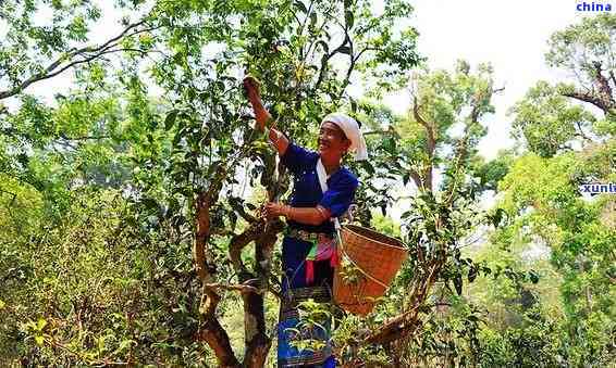 探究古树普洱茶十年陈化的价值与价格：一斤多少钱？