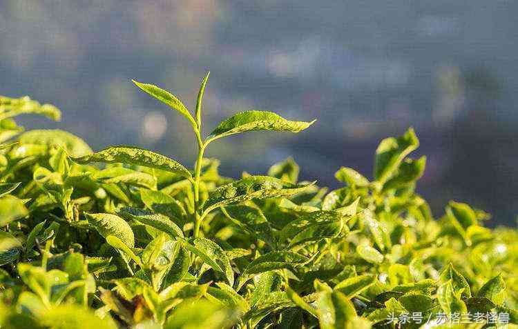 昆明普洱茶春茶价格表一览：全面了解各款茶叶的价格和特点