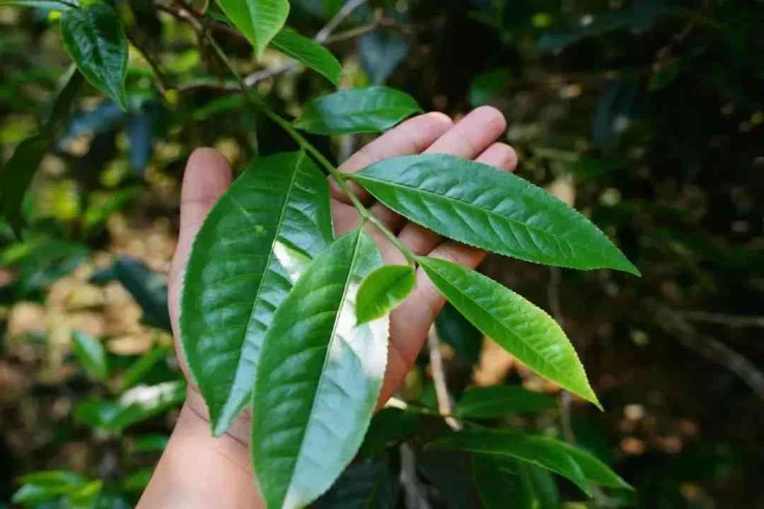 云南大理特色茶叶批发中心：探索普洱茶购买之道与市场价格