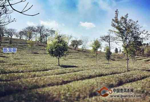 寻觅天酵普洱茶的故乡：一场跨越地域与风味的探寻之旅