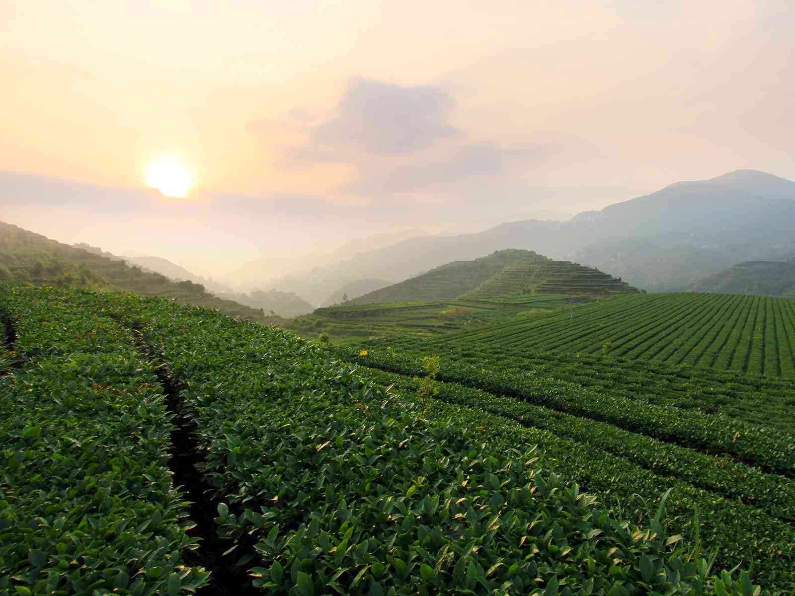 普洱茶与铁观音：哪个更贵且更好喝？