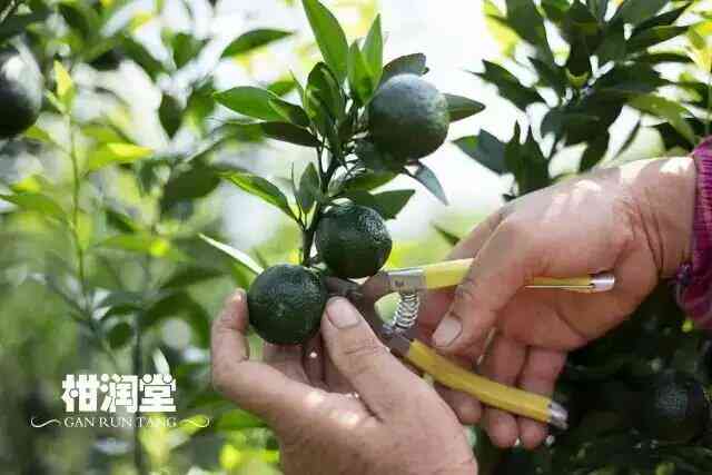 不好的普洱茶用处是什么