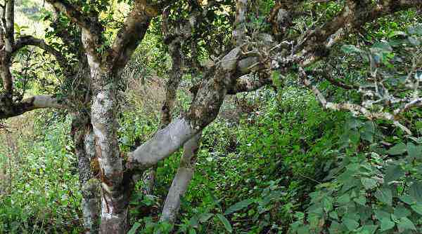 小荒田普洱茶特点，价格，古树与勐库特色：探索云南茶叶之美