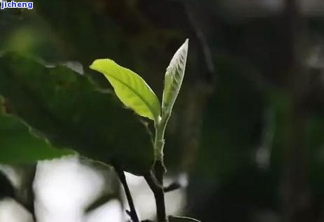 普洱茶：梗与芽的甜味差异及选择指南