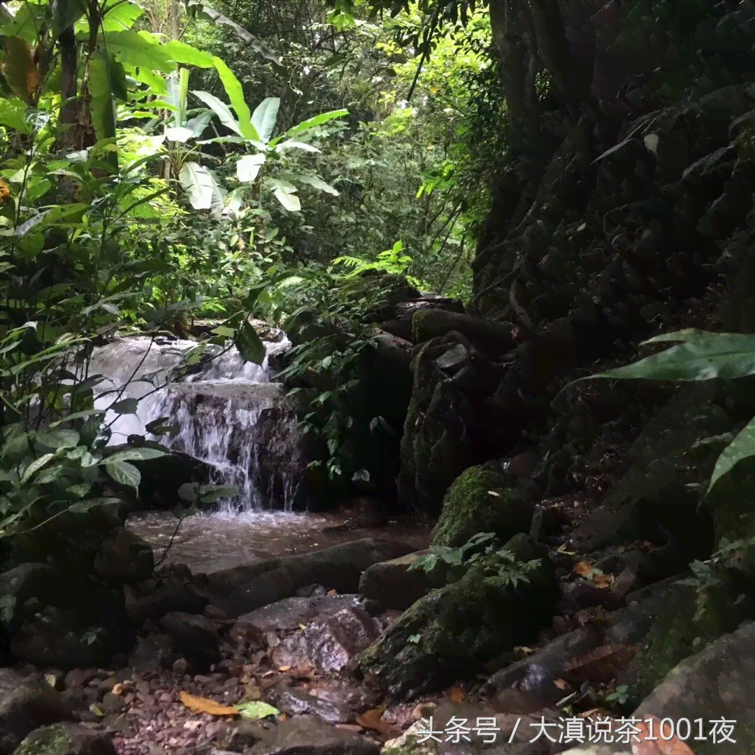 普洱茶批发价格大全：一站式解决您的普洱茶采购需求与疑问