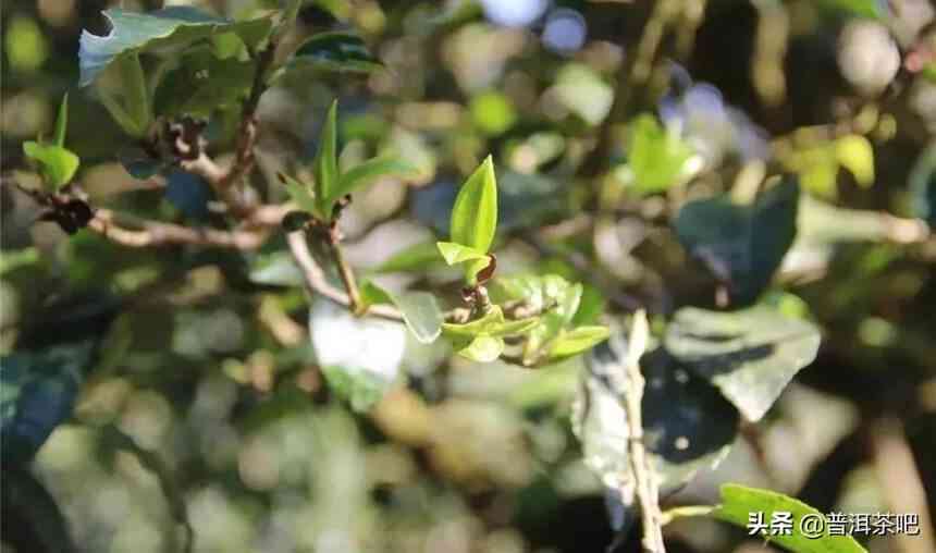 揭秘临沧：全面了解更具名的普洱茶山，助你轻松挑选最适合的茶叶