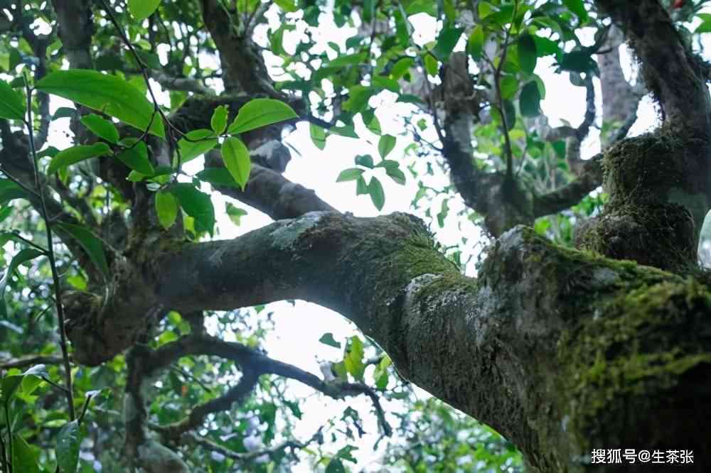 平台上的优质古树冰岛茶价格及特点分析