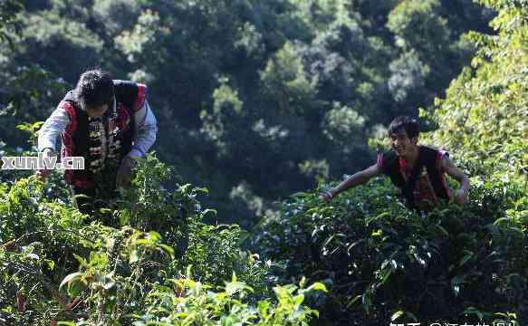 体验真实战场：普洱茶基地的全新冒险之旅