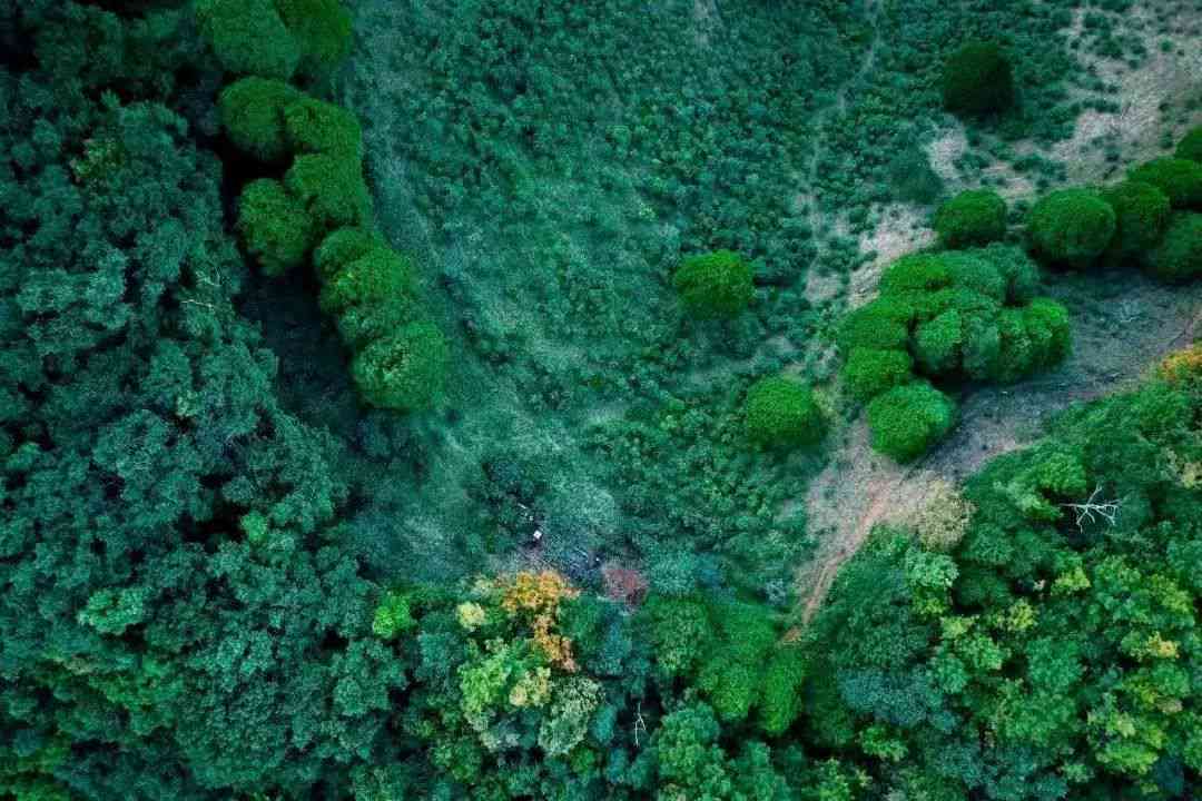 云南普洱茶产区的十大著名山头及其特点