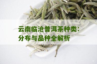 临沧地区名优普洱茶品种推荐与品质详解