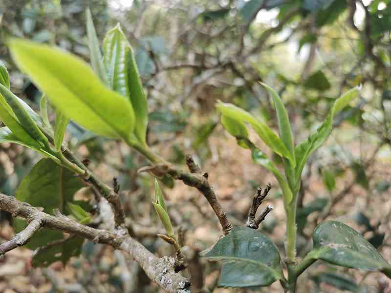 从种子到茶树：探索普洱茶的完整生长过程与独特风味