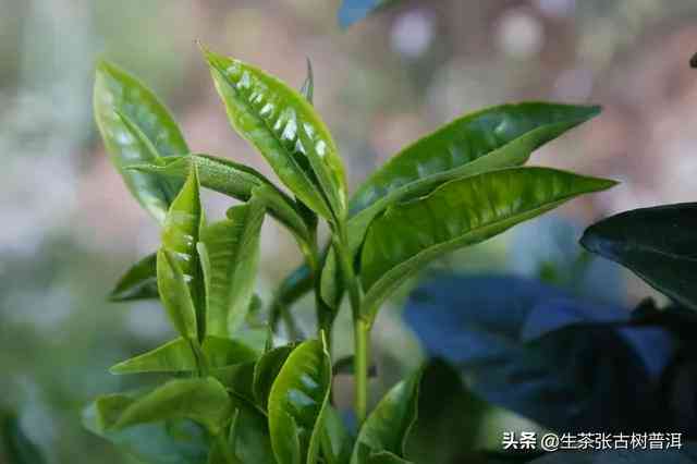 从种子到茶树：探索普洱茶的完整生长过程与独特风味