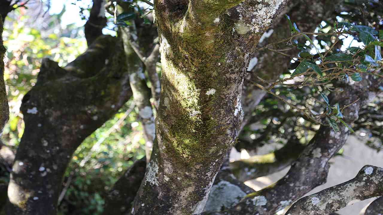 普洱茶存多少年喝合适一点