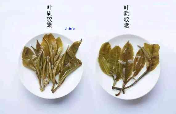 看茶叶分辨普洱茶的方法有哪些：如何鉴别普洱茶叶的品质