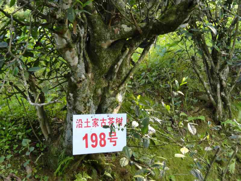 六大茶山古茶树普洱茶价格及货源批发详情