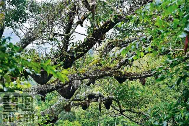 六大茶山古茶树普洱茶价格及货源批发详情