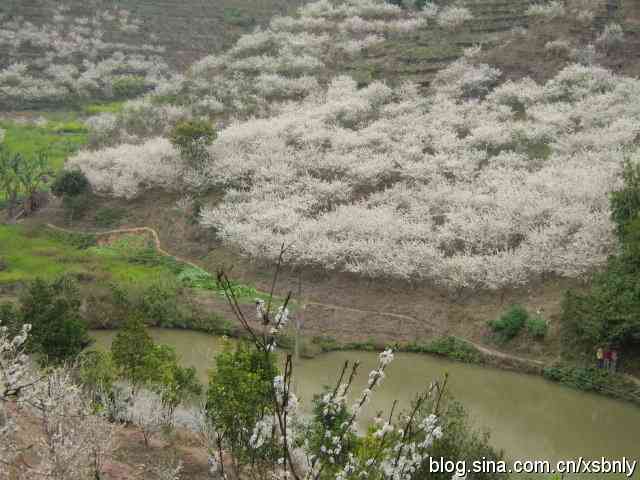 普洱茶六大古茶山详细介绍：六大茶山的由来与特色